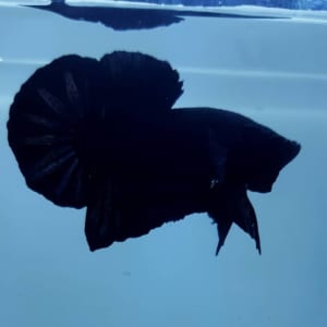 Cá Betta Super Black