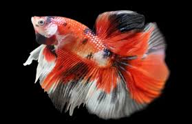 Cá Betta Koi