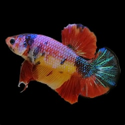 betta nemo galaxy