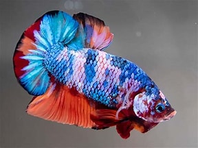 betta nemo galaxy