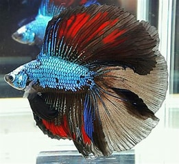 Betta Double Tail