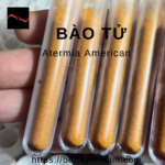 Bảo Tử Atermia 100% – 75% độ đạm – Cam Kết Không Pha Vỏ Tôm – Xuất xứ U.S.A – 3gram