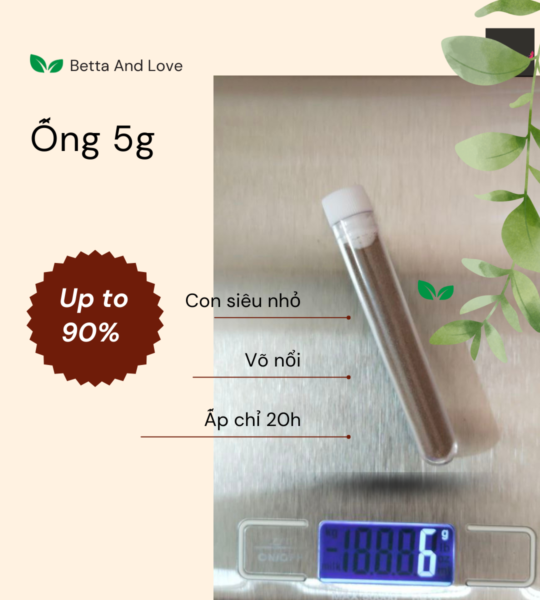 Artemia Mỹ Loại 1 đáy vàng – Date mới nhất – Giá sỉ cho trại cá – Tỉ lệ Nở trên >90% – Ấp chỉ 20 tiếng là nở bung dù