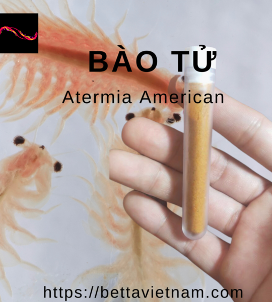 Bảo Tử Atermia 100% – 75% độ đạm – Cam Kết Không Pha Vỏ Tôm – Xuất xứ U.S.A – 3gram