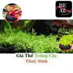 Giá thể thuỷ sinh