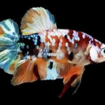 Cá Betta Nemo Copper – Vẻ Đẹp Đồng Ánh Độc Đáo