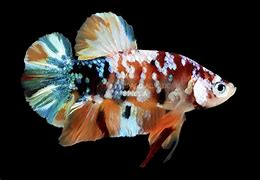 Cá Betta Nemo Copper – Vẻ Đẹp Đồng Ánh Độc Đáo