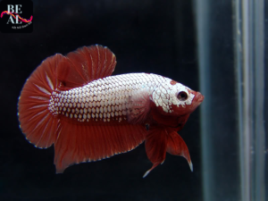 Cá Betta Rồng Đỏ – Betta Red Dragon