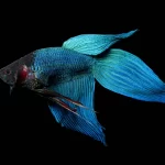 blue-male-veiltail-betta_Sean-McVey_Shutterstock