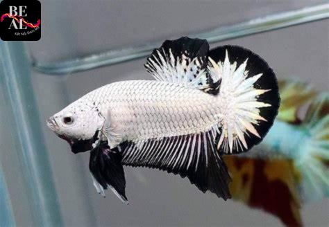 Cá Betta Rồng Đen – Betta Dragon Black