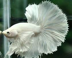 Cá Betta Super White: Vẻ Đẹp Tinh Khôi Của Sắc Trắng