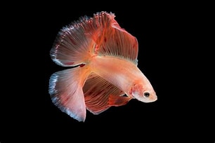 Cá Betta Double Tail – Cá Betta Đuôi Kép