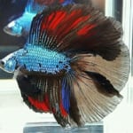 Betta Double Tail