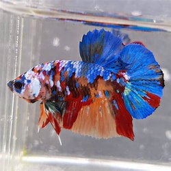 Cá Betta Nemo Galaxy – Vẻ đẹp huyền bí của vũ trụ thu nhỏ